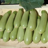 Kada saditi tikvice i tikvice